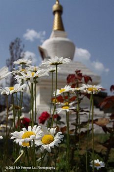 Bhutan flora