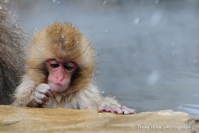 Snow Monkeys in Nagano